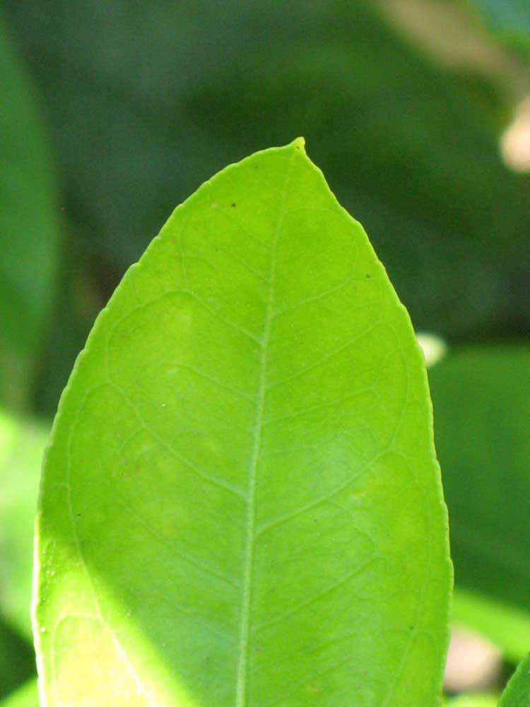              Margin (Riverside, CA)       